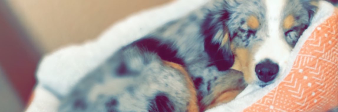 CherryCarrie98's profile banner image