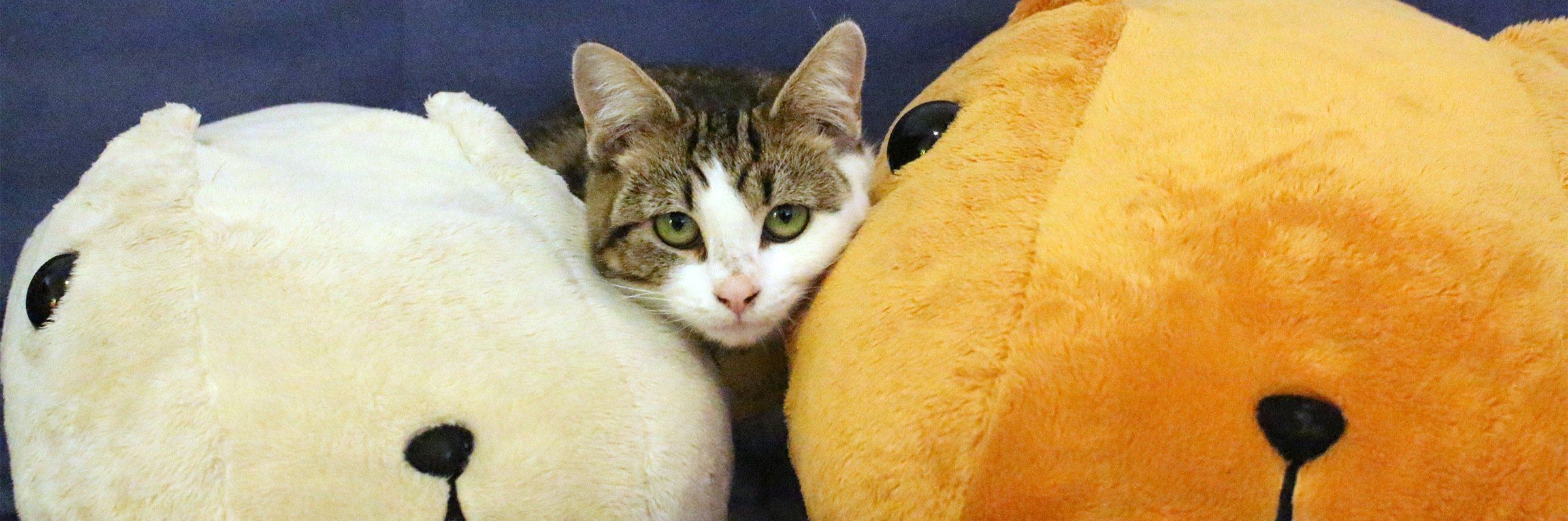 indiewebcat's profile banner image
