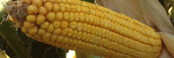 TimBorho Profile Banner