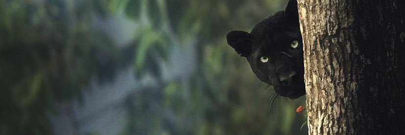 KNGDMCO's profile banner image
