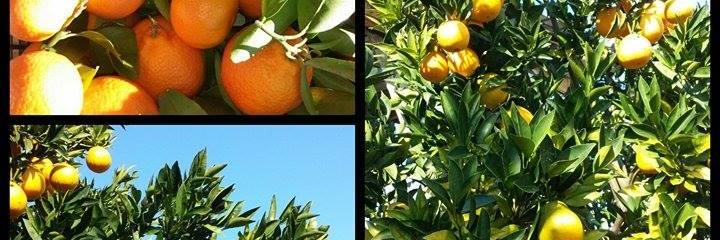 ilcampano53's profile banner image