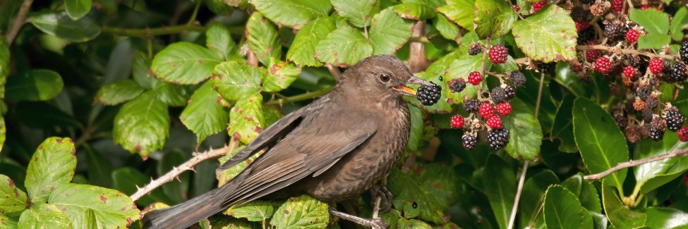 Birdwatch's banner