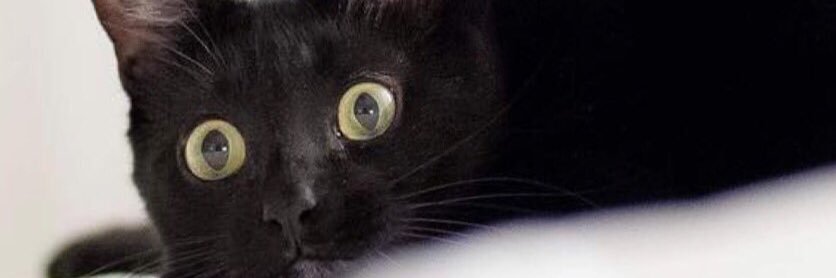 PhotoGraphicGrl's profile banner image