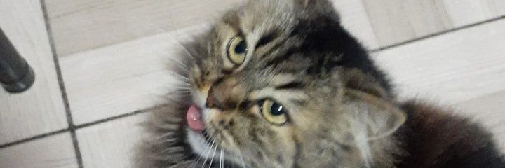 cc_costillas's profile banner image