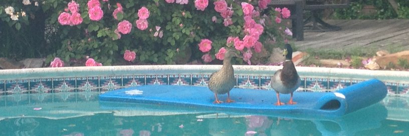 CarolBlanchardParks banner