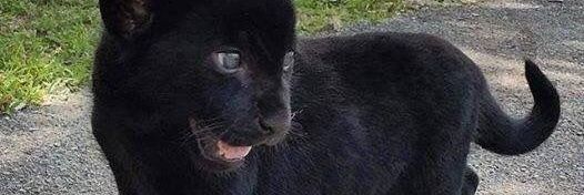 FemiiJaz's profile banner image