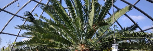 Lepidodendron Profile Banner