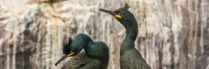 Northern_Harrier banner