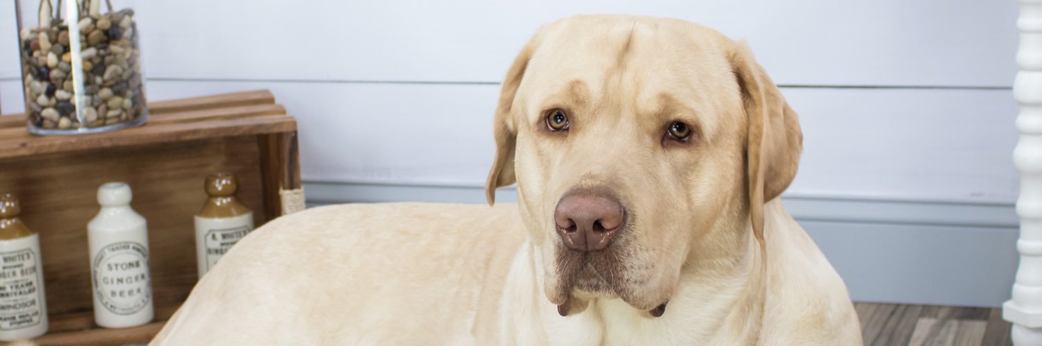 KuddlyKahlua's profile banner image