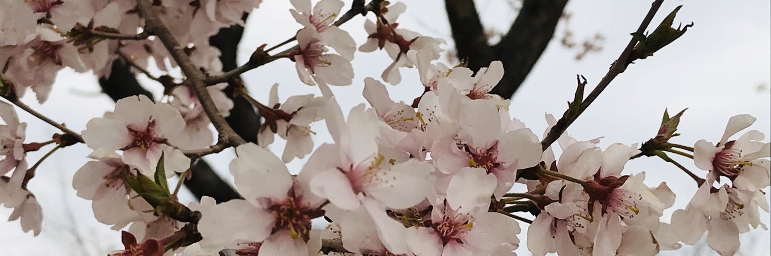 sakanabook's profile banner image