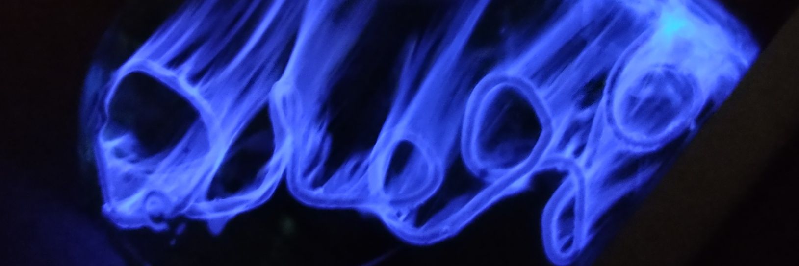 Diego A. Cruz Aguilar banner