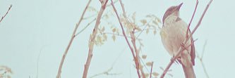 asmaalnasser_'s profile banner image
