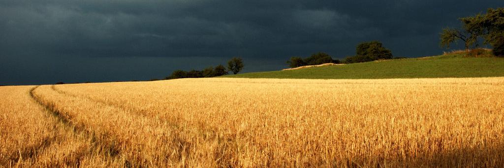 Закарпатський ковідоносець banner