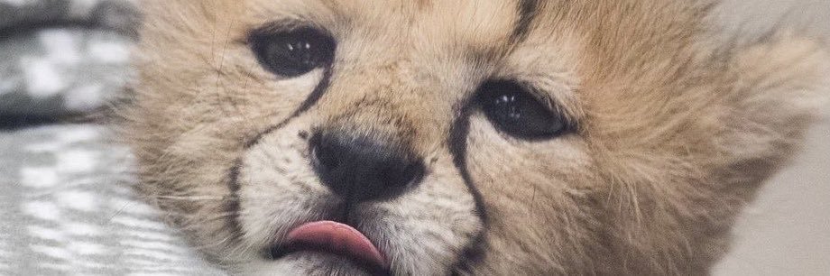 iaSSaitha's profile banner image