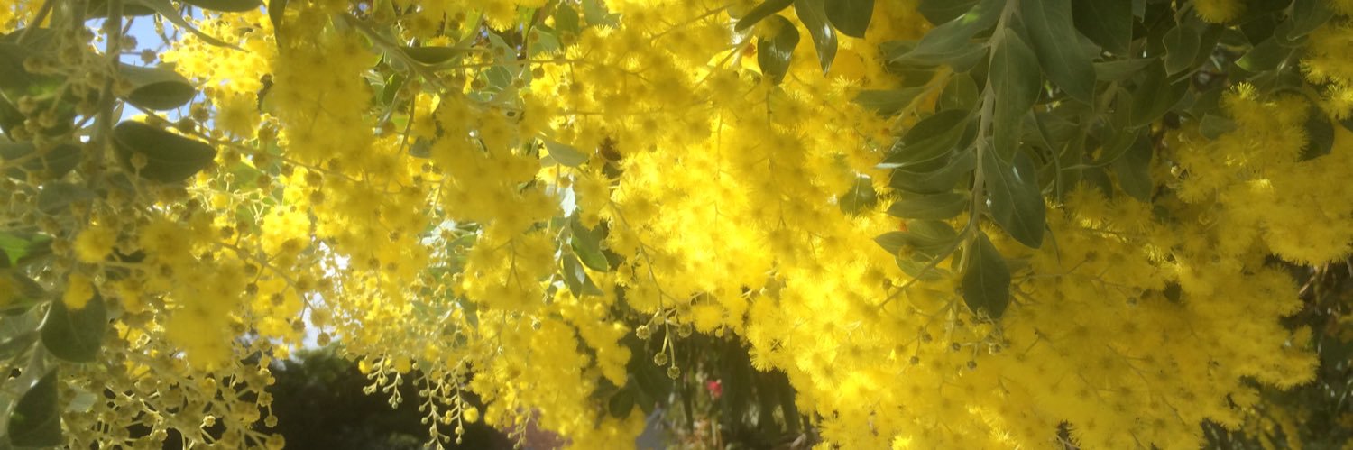 Anne Williams banner