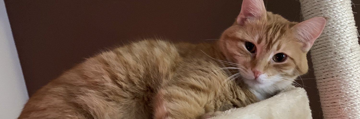 gracie_ellen_'s profile banner image