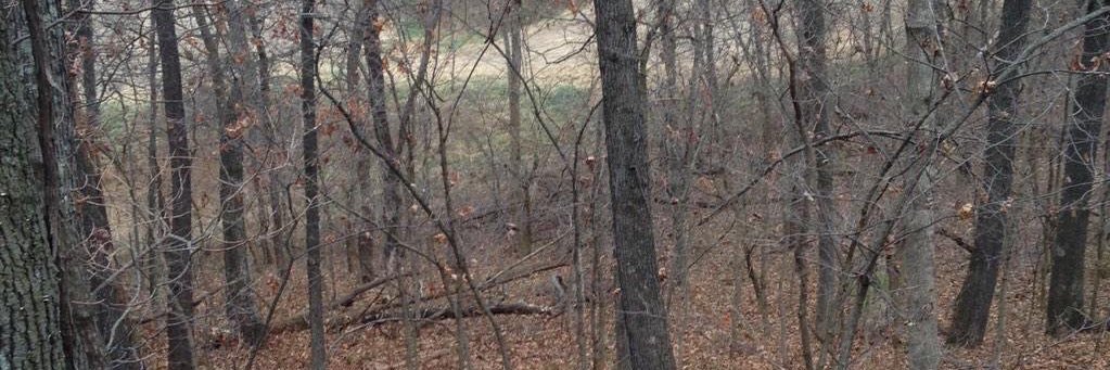 mitchtrees_10's profile banner image
