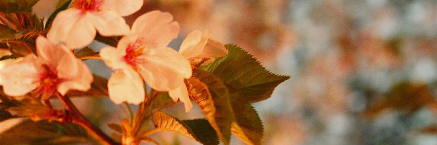ひだり banner
