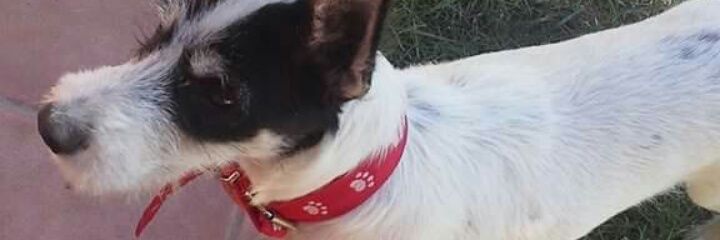 lu_lupeg's profile banner image