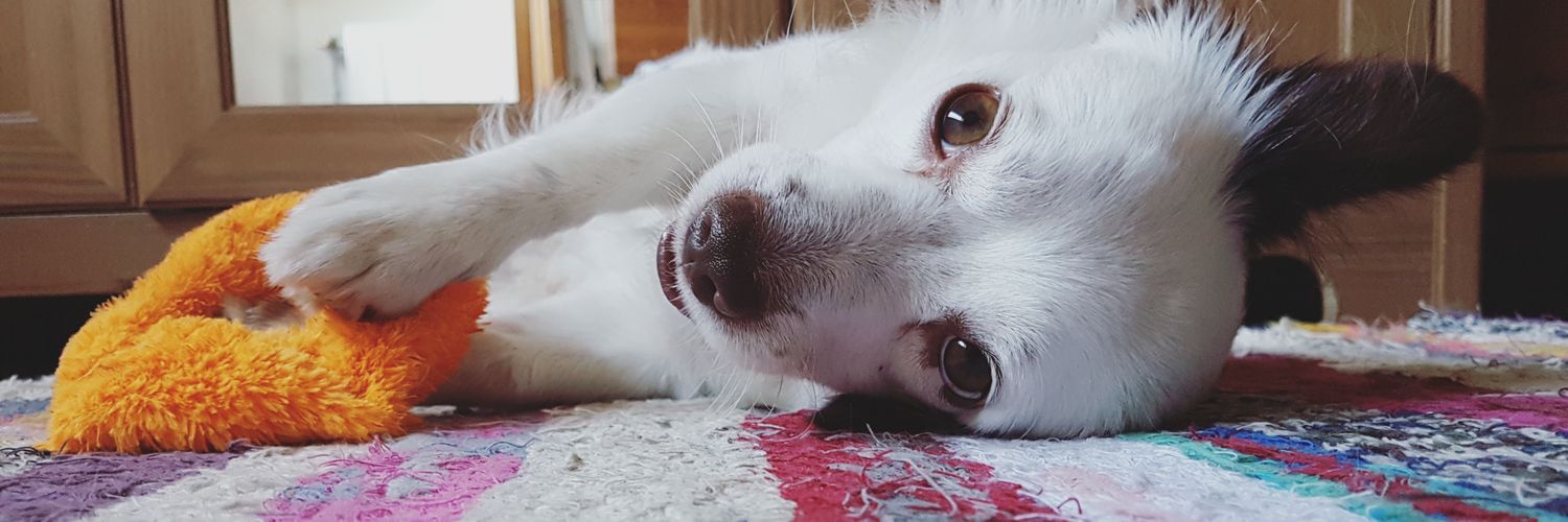 evacsanchezz's profile banner image