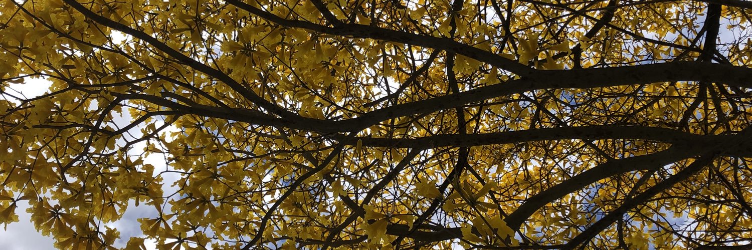 beaaoli_'s profile banner image