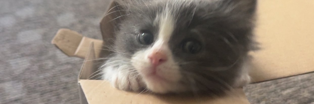 KenzieKrall's profile banner image