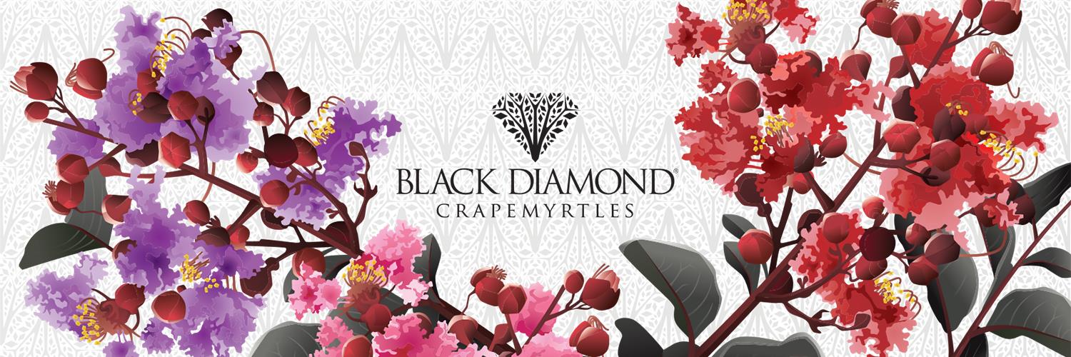 blackdiamondblm's profile banner image
