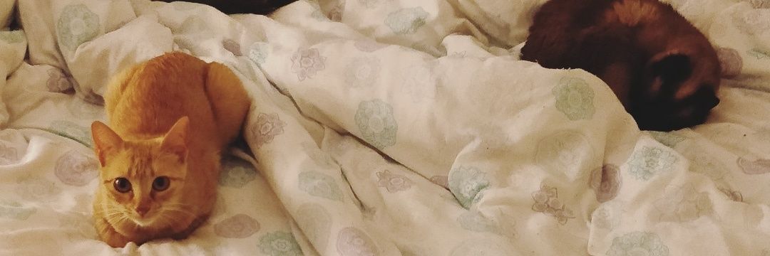 _nekomander's profile banner image