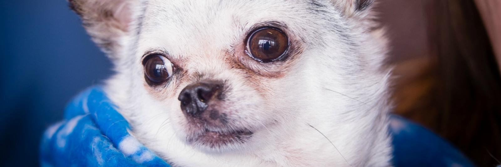 Teddy_Mill_Dog's profile banner image