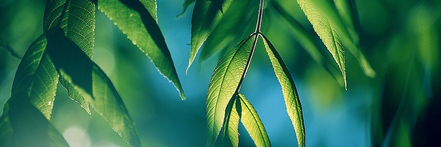 SeeAuiZaa's profile banner image