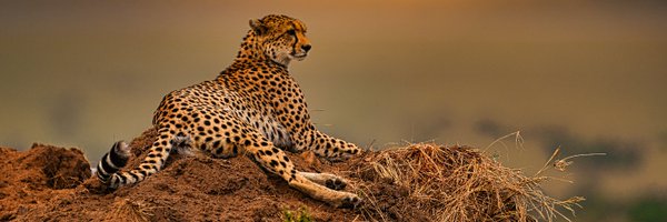 ParthaAwe Profile Banner