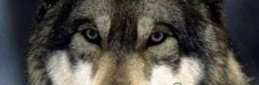 naaea1's profile banner image