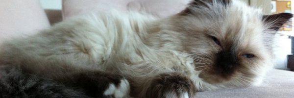 StoneSteph Profile Banner