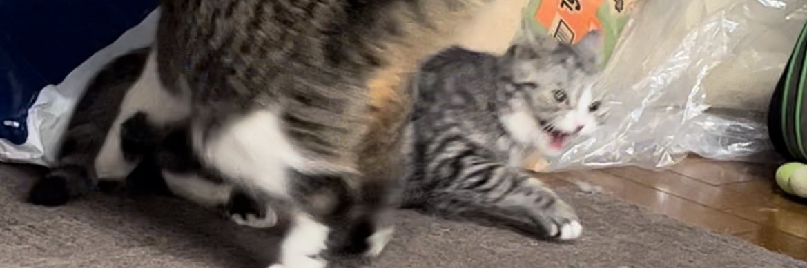 キュアランジェリー banner