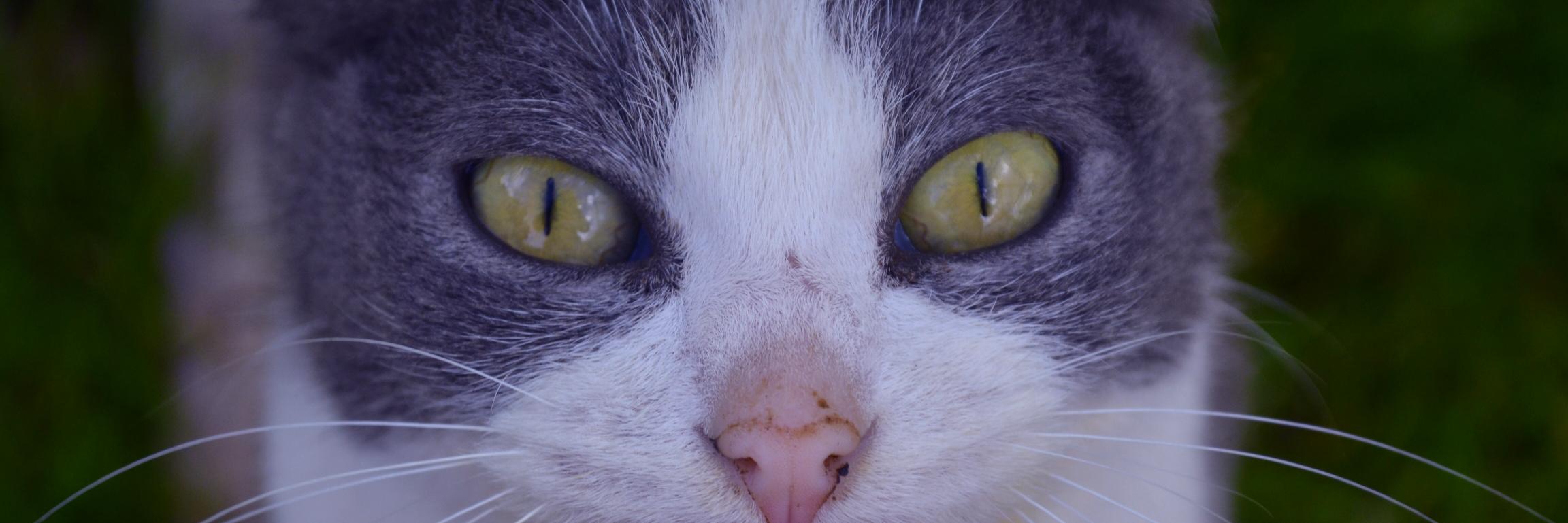 Gatuno Art/Arte banner