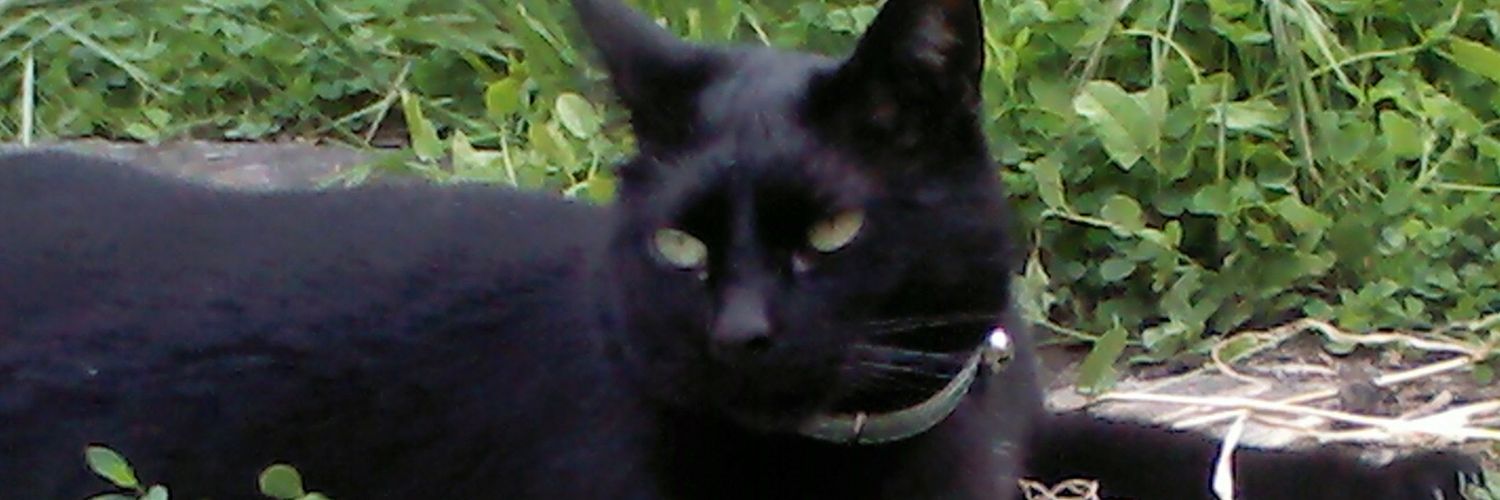 latroyica's profile banner image