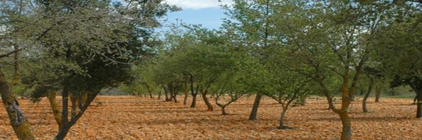 Marcos Morcillo banner