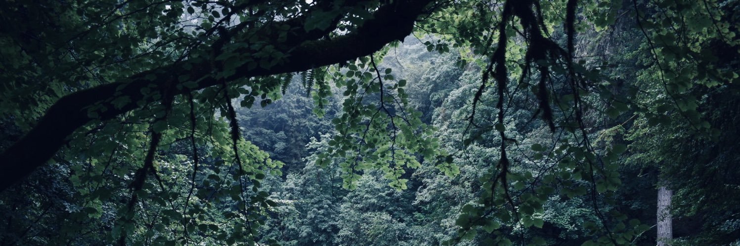 woodsrover's profile banner image