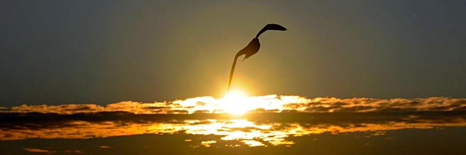 Silenziosa mente banner