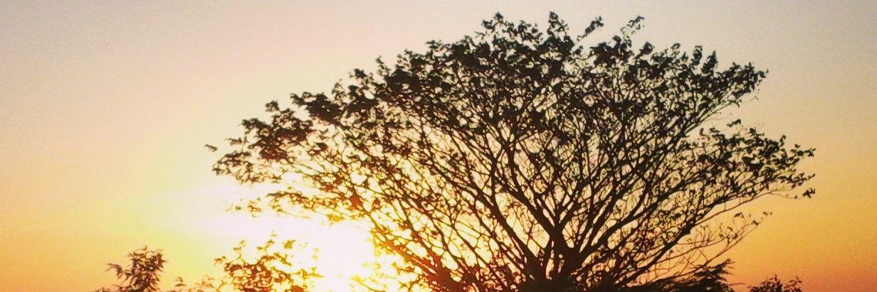 thikeyfebria's profile banner image