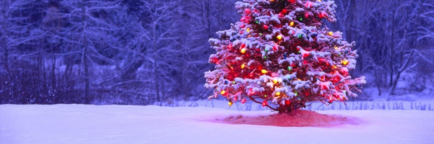 _christmastrees's profile banner image