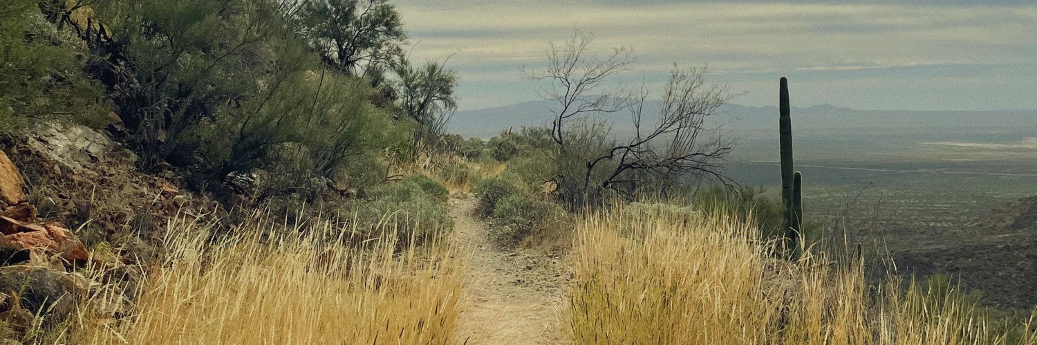 sideofbranch's profile banner image