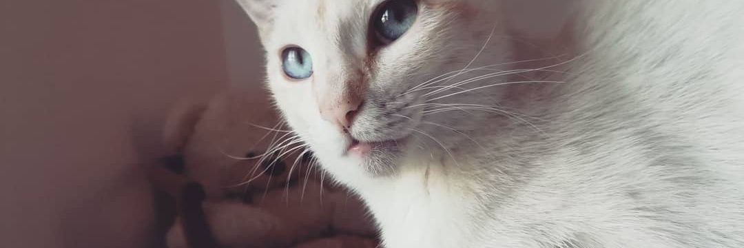 BlondeAngel00's profile banner image