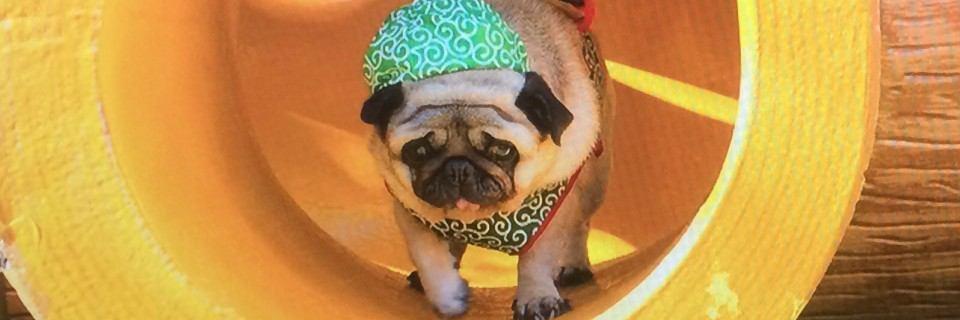 ringo_puri's profile banner image