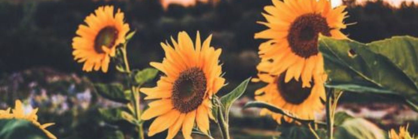 WordsFlying's profile banner image