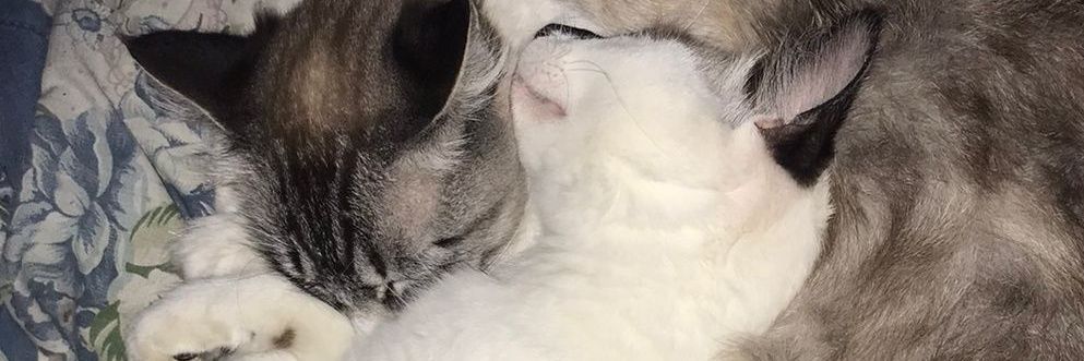 olucagatto's profile banner image