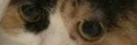 mariyaderden's profile banner image