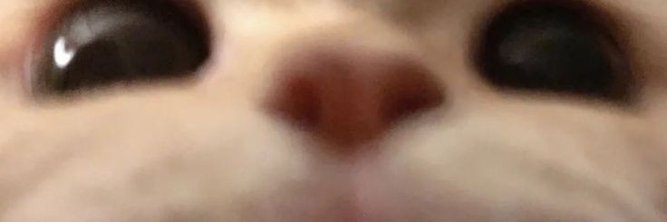 MarinaLCD's profile banner image