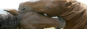 HHEA01's profile banner image