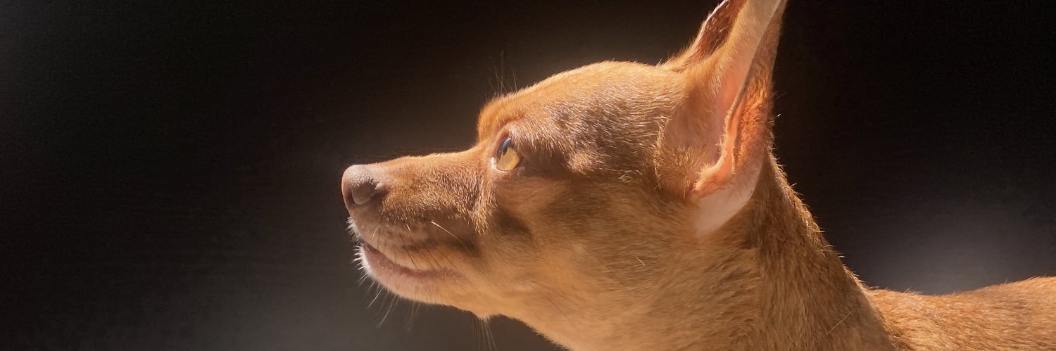 Bianca Mora 🐝 banner